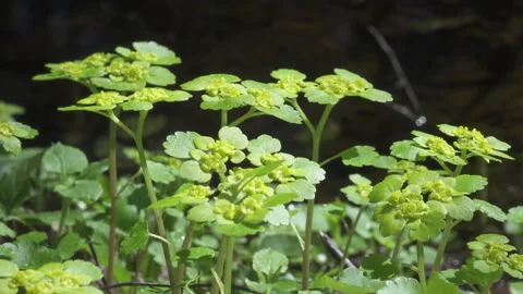 Chrysosplenium alternifolium .close up in summer sunny day Stock Footage 105675705