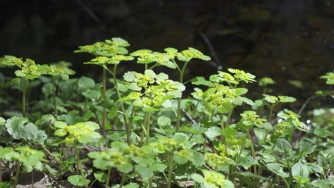 Chrysosplenium alternifolium .close up in summer sunny day Video stock 105675854