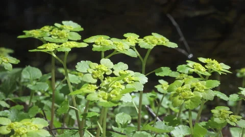 Chrysosplenium alternifolium .close up in summer sunny day Stock Footage 105675964