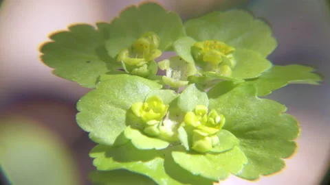 Chrysosplenium alternifolium .close up in summer sunny day Stock Footage 105676356