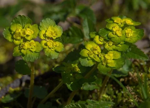 Chrysosplenium alternifolium Stock Photos