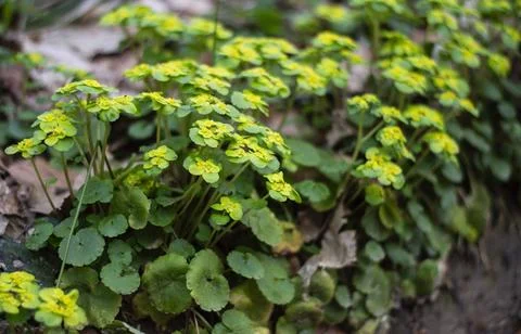 Chrysosplenium alternifolium texture side view Stock Photos