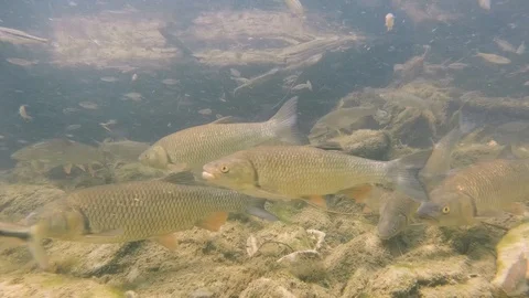 Chub 01 스톡 동영상 123278166