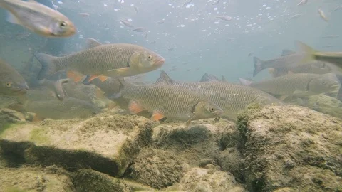 Chub 03 스톡 동영상 123699617