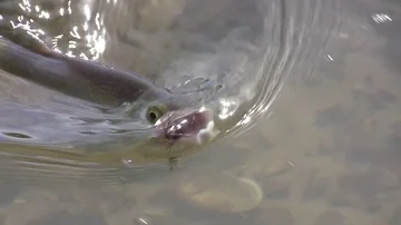 Chub caught in fly-fly Stock Footage 85626656