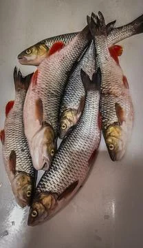 Chub fish caught on the river Stock Photos