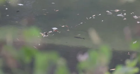 Chub fish in the clear water of the river Stock Footage 252196882
