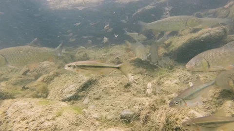 Chub huchen Stock-Footage 123699436