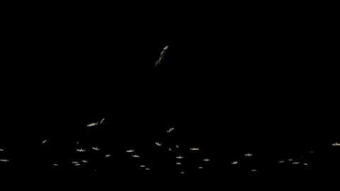 Chub school of fish, Luma Matte attached 動画素材 123210655