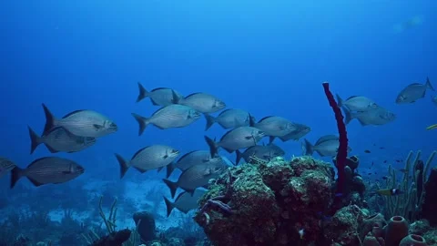 Chubb 2 Stock Footage 156970133