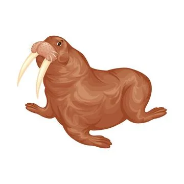 A chubby and beautiful walrus Stock Illustration