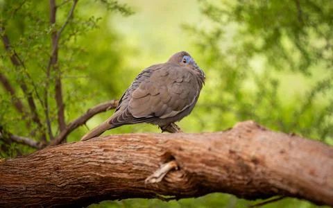 Chubby bird on log Stock Photos