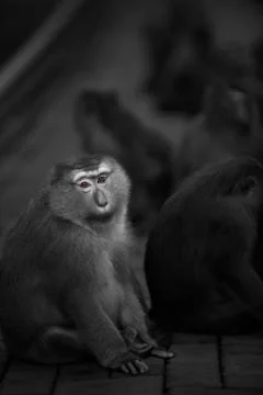 Chubby brown eyed Monkey Stock Photos