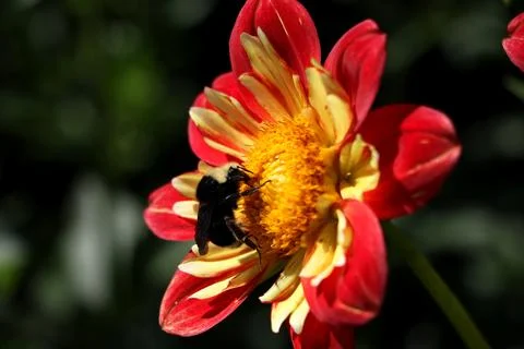 A chubby bumblebee sitting inside a red and yellow flower Stock Photos