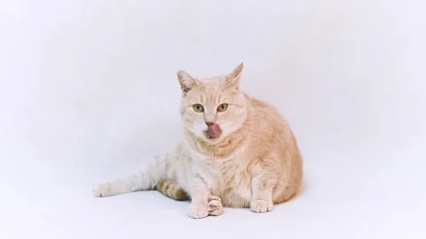 Chubby cat licking paws HD white background Stock Footage 313448529