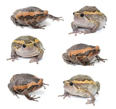 Chubby frog on white background Stock Photos