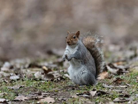 Chubby gray squirrel on two legs in the woods Stock Photos
