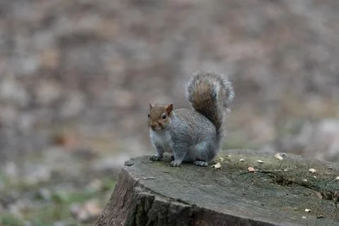 Chubby gray squirrel on two legs in the woods Stock Photos