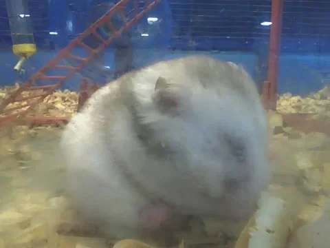 Chubby hamster is overweight, and keeps eating like there's no tomorrow Stock Footage 161208379