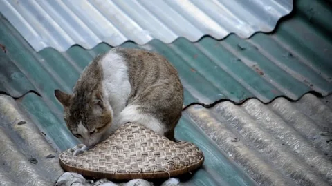 Chubby multicolored licking its body on a dirty roof Stock Footage 328279873
