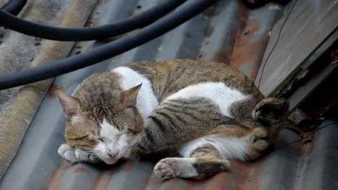 Chubby multicolored stray cat sleeping on a rusty roof. Stock Footage 327889162