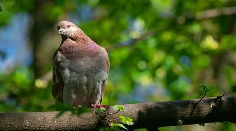 A chubby pigeon sitting on a branch Stock Photos