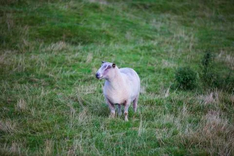 Chubby pink sheep  Stock Photos
