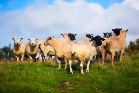 Chubby sheep group  Stock Photos