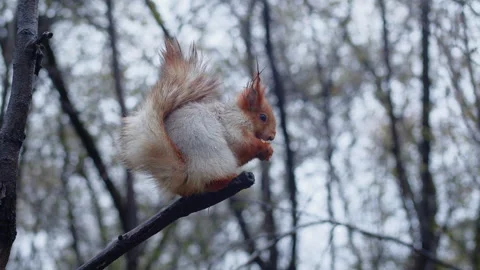 Chubby squirrel with bushy tail sitting motionless on a tree branch and eating Stock Footage 255709204