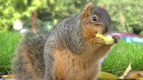 Chubby Squirrel eating (CUTE) 스톡 동영상 71412043