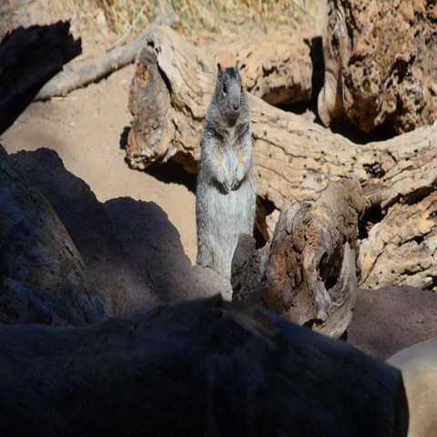 A chubby squirrel on high alert Stock Footage 69497399