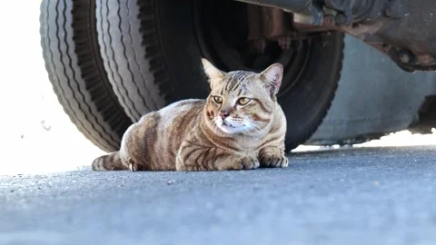 Chubby Stray Tabby Cat Resting Under Car Vídeo Stock 335332571