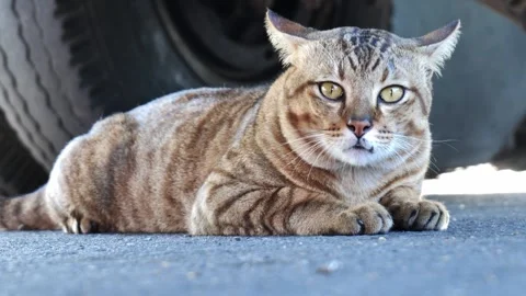 Chubby Stray Tabby Cat Resting Under Car Video stock 335332572