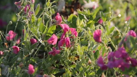 Chubby tuberous (nodule) (Lathyrus tuberosus) glistens in the morning dew Video stock 79609796