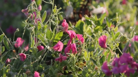 Chubby tuberous (nodule) (Lathyrus tuberosus) glistens in the morning dew Stock Footage 79609801