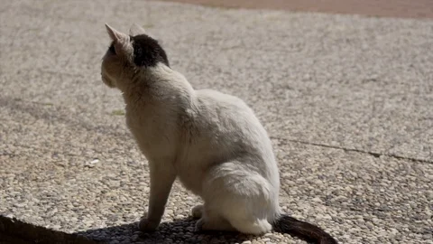 Chubby White Cat Is Walking At Street In Slow Motion Stock Footage 106407718