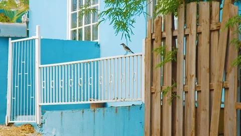 Chuchubi bird sitting on railing of blue house, Curacao Stock Footage 119075006
