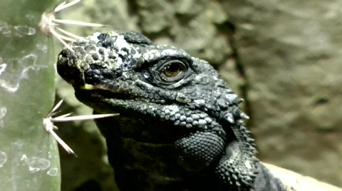 Chuckwalla Stock Footage 817360