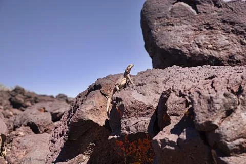 Chuckwalla Lizard On Basalt Rocks Stock Photos