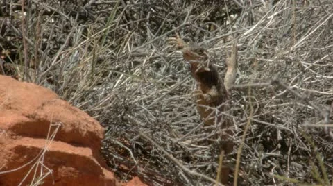 Chuckwalla lizard eating 02 Stock Footage 11017003