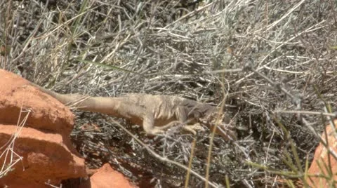 Chuckwalla lizard eating Stock Footage 11017024