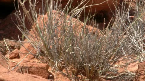 Chuckwalla lizard Stock Footage 11017006