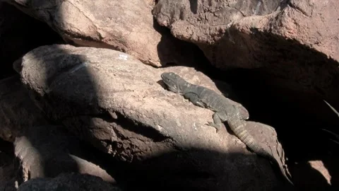 Chuckwalla lizard on a rock in a desert setting 動画素材 328261767