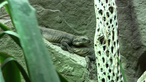 Chuckwalla Lizard on a rock Stock Footage 51463143