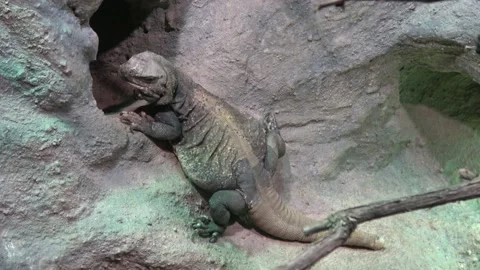 Chuckwalla lizard, Sauromalus ater are found primarily in arid regions of the Stock Footage 162574601