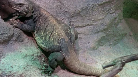 Chuckwalla lizard, Sauromalus ater resting Stock Footage 164863851