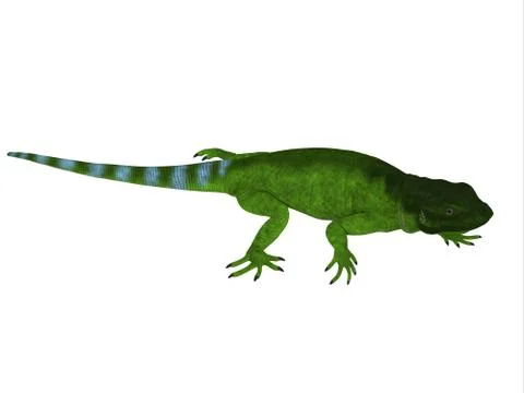 Chuckwalla Lizard Side Profile Stock Illustration