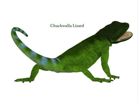 Chuckwalla Lizard Tail Stock Illustration