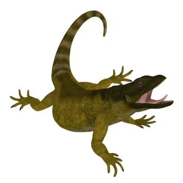 Chuckwalla Lizard on White Stock Illustration