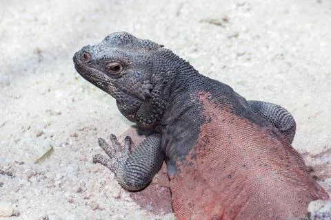 Chuckwalla Stock Photos